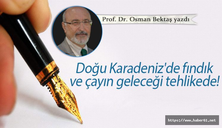 Doğu Karadeniz toprakları alarm veriyor: Fındık ve çay üretimi tehlikede