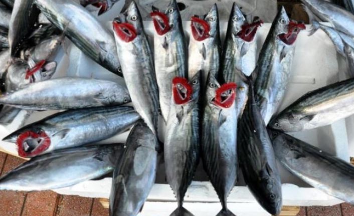 Balıkta inanılmaz hile - Dikkat