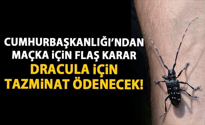  Cumhurbaşkanlığı’ndan Maçka’da ‘Drakula’ ile mücadele kararı