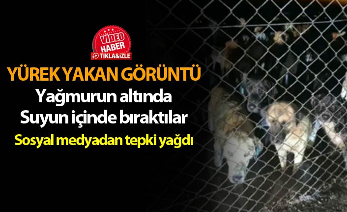 Ordu'da yürek yakan görüntü - Sosyal medyada tepki yarattı