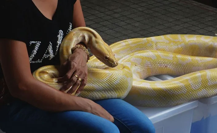 Beslediği piton sonu oldu!