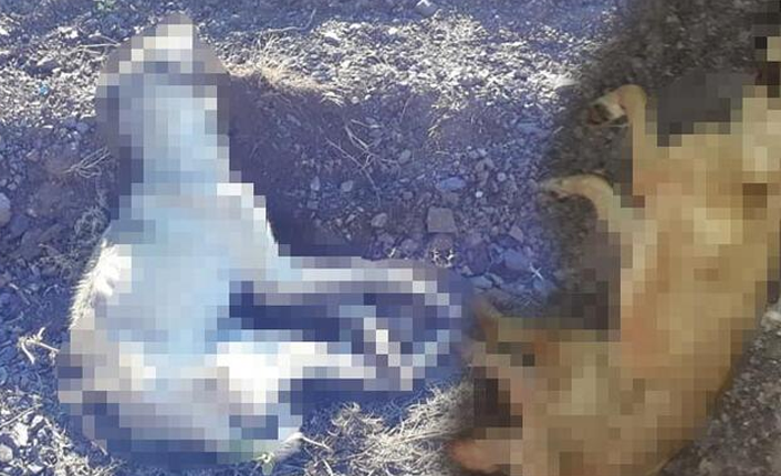 Kırsala bırakılan onlarca köpek açlıktan öldü