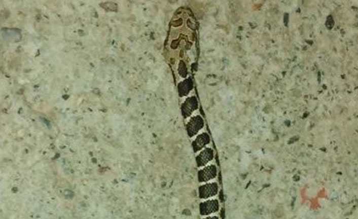 Musluktan yılan çıktı!