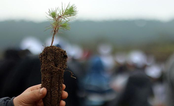 Fidan dikimi rekoru için geri sayım