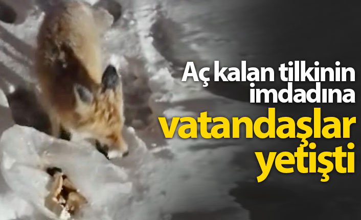 Aç kalan tilkinin imdadına vatandaş yetişti