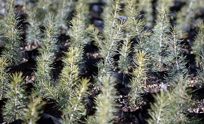 11 Kasım 'Milli Ağaçlandırma Günü' ilan edildi