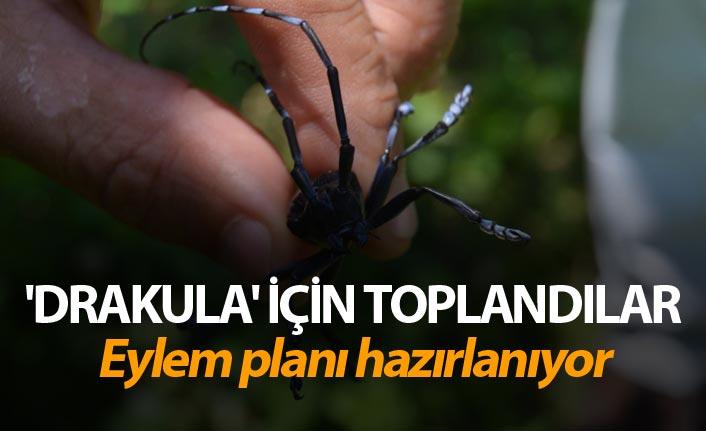 'Drakula' için toplandılar - Eylem planı hazırlanıyor