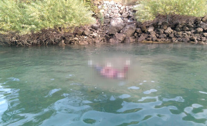 Tekne turu yapan turistler dehşete düştü!