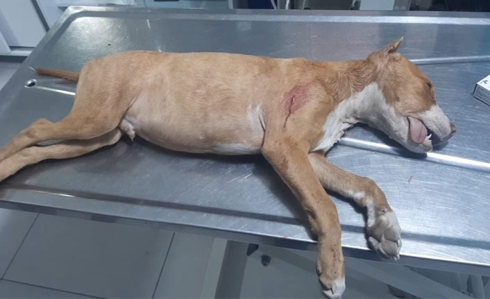 Tartıştığı gençlerin köpeğini bıçaklayarak öldürdü