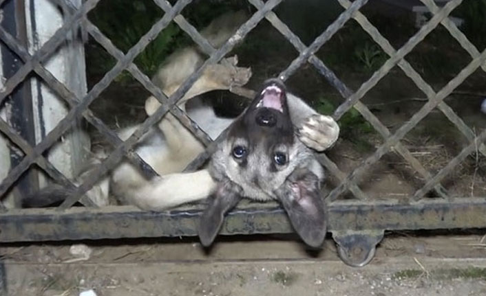 Köpek için itfaiye ekipleri seferber oldu