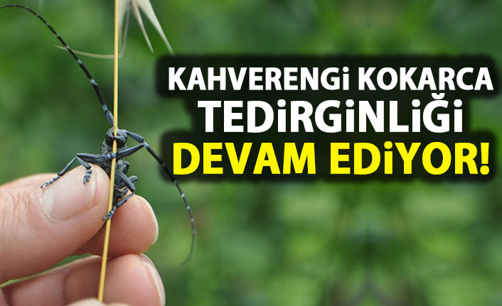 Trabzon yazın fındığa dadanan 'kahverengi kokarca'da kış tedirginliği