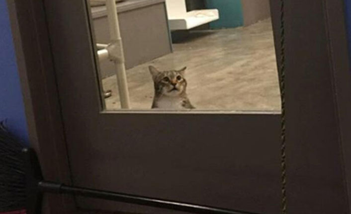 'Belalı' kedi tecrite alındı