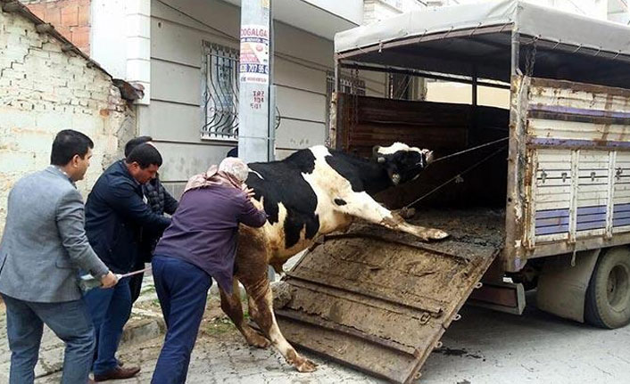 Evde büyükbaş hayvan yetiştiriyordu!