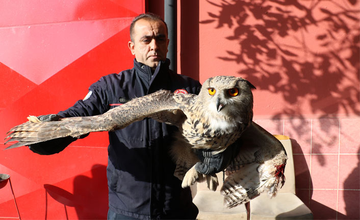 Eve gizlice girdi, görünümüyle görenleri şaşırttı