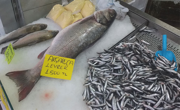 Karadeniz de çıkartılan 9 kiloluk levrek şaşırttı