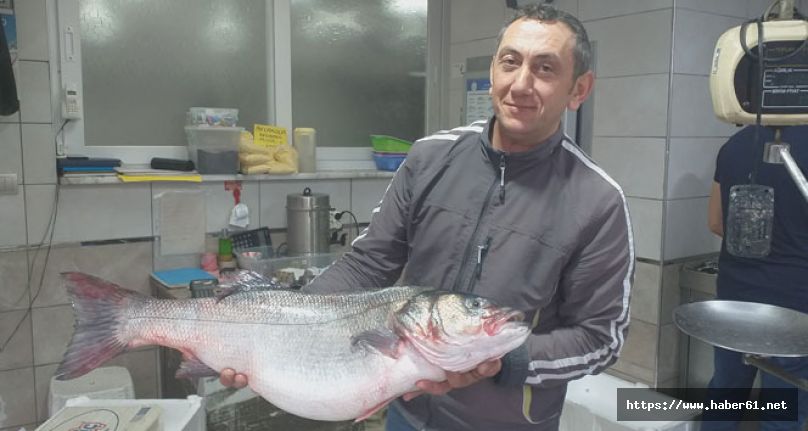 Bu balığı almak için 100 kilo fındık satmak lazım!