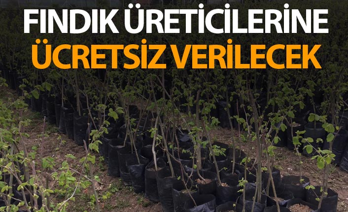 Trabzon'da fındık üreticilerine ücretsiz fidan