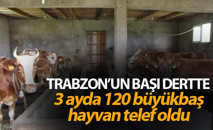 Trabzon'un başı dertte - 3 ayda 120 büyükbaş hayvan telef oldu