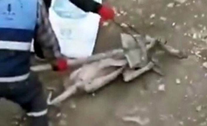 Belediye personelinin eziyet ettiği köpeği vali sahiplendi