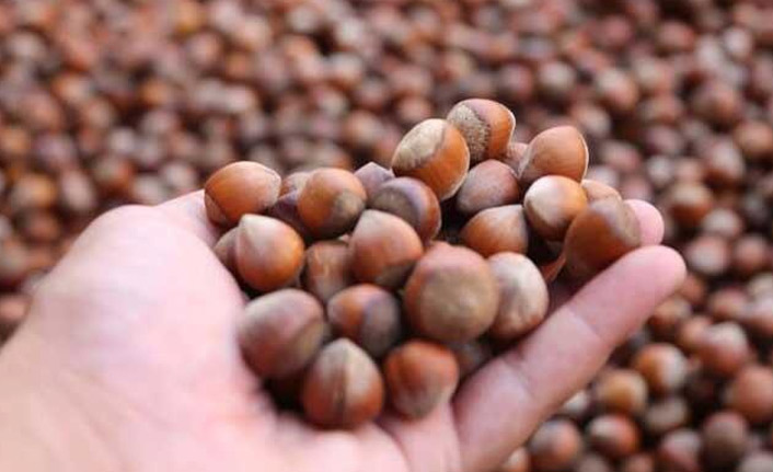 Türkiye, 10 Ayda 251 Bin Ton Fındık İhraç Etti