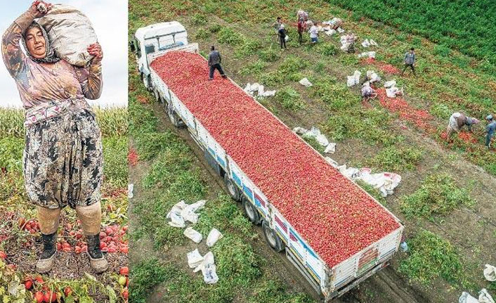 Çiftçinin kara tablosu!