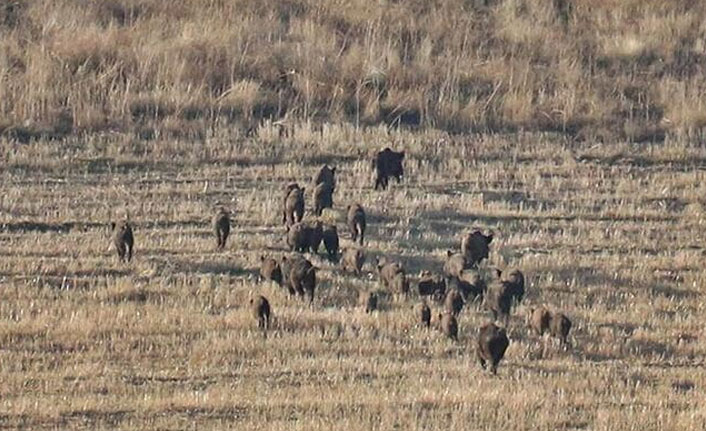 Aç kalan domuz sürüsü mahallelere indi!
