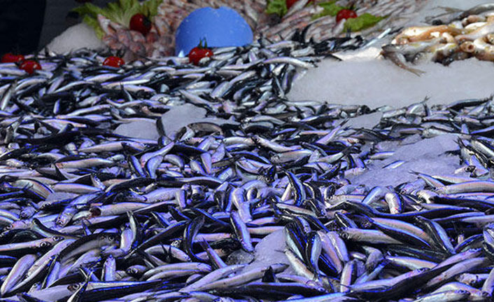Sinop'ta hamsi bolluğu