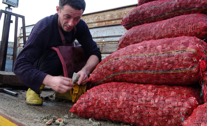 Trabzon'da balıkçıların alternatifi deniz salyangozu