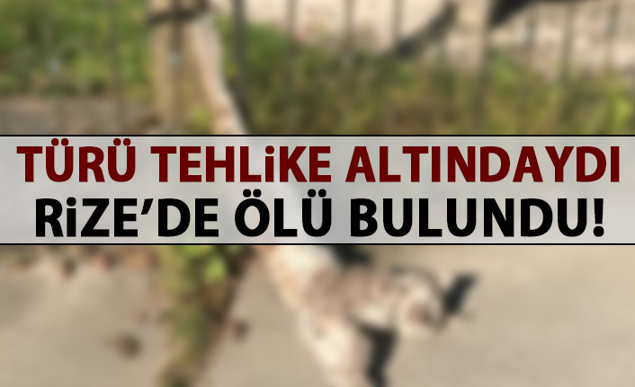 Türü tehlike altındaydı! Rize'de ölü bulunduı!