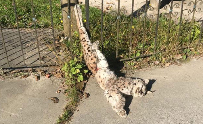 Rize'de öldürülen vaşak için özel ekip devrede