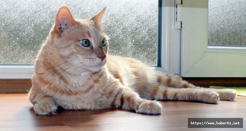 Apartmanda hayvanlara dokunulmazlık!