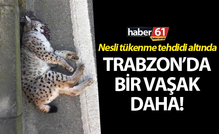 Trabzon'da bir vaşak daha öldü!