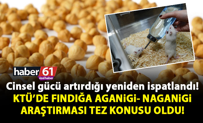 KTÜ’de Fındığa  ‘aganigi-nagani’  araştırması tez konusu oldu