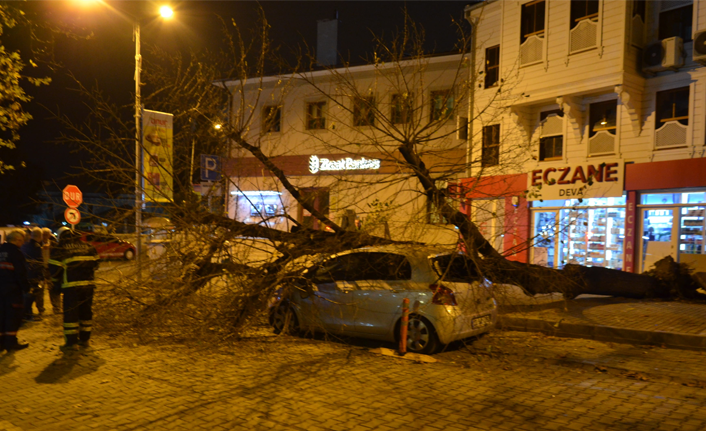 Dev ağaç otomobilin üzerine devrildi