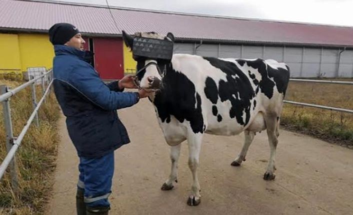 İneklere sanal gerçeklik gözlüğü takılmaya başlandı