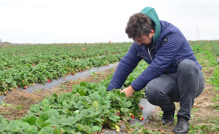 Kariyerini bıraktı, Kasım ayında doğal çilek yetiştirmeye başladı
