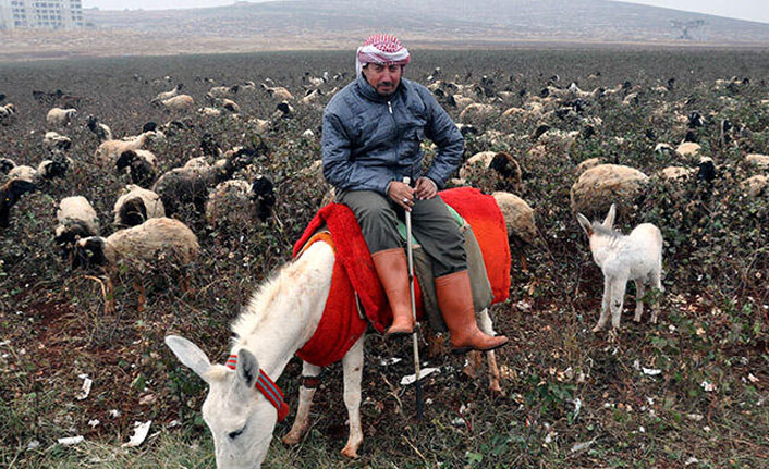 Koruma altındaki beyaz eşeklerin sayısı 108’e yükseldi
