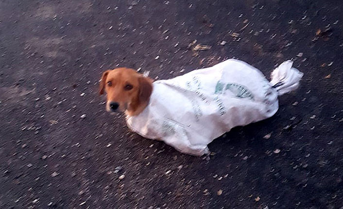 Çuval içindeki gebe köpeği minik Arif'in dikkati kurtardı