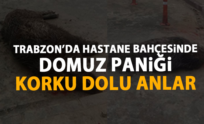Trabzon'da hastanenin bahçesine domuz düştü!