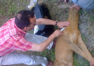 Arsin'de yaralı geyik kurtarıldı