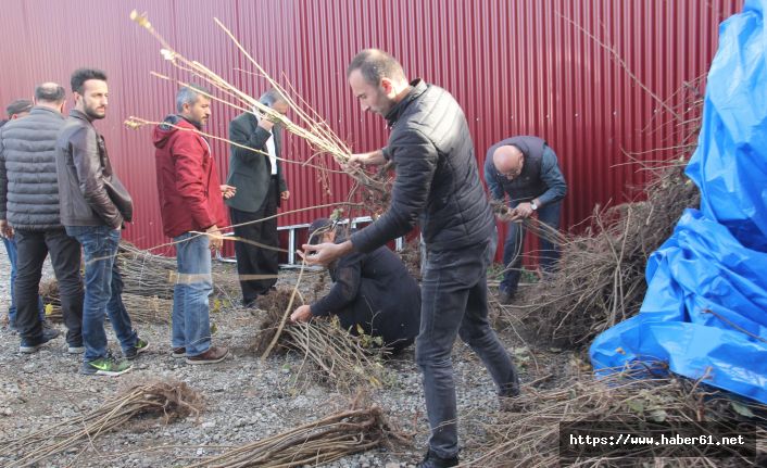Trabzon'da 6 bin ücretsiz fındık fidanı dağıtıldı