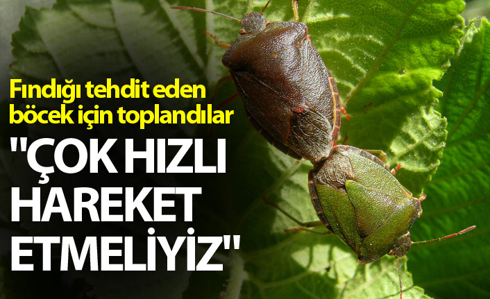 Fındığı tehdit eden böcek için toplandılar - "Çok hızlı hareket etmeliyiz"