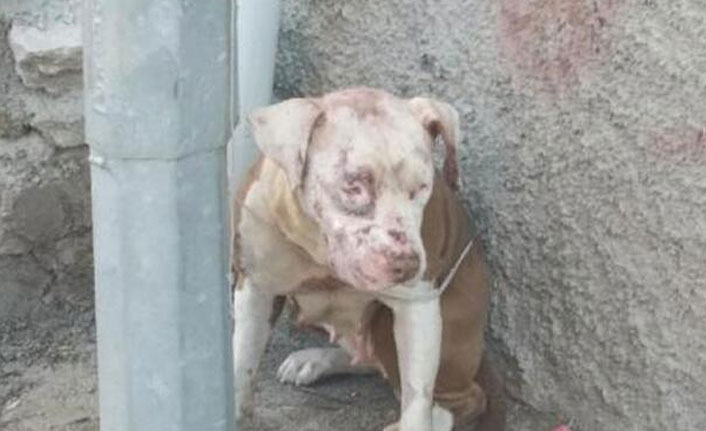 Sokağa atılan pitbull korkuya neden oldu!