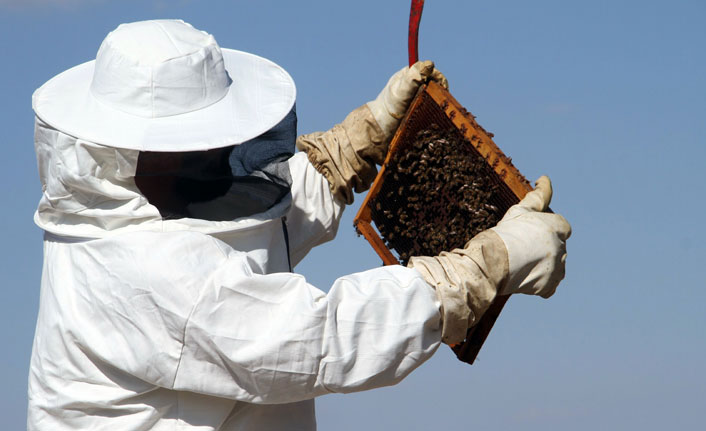 Arıların "tatlı uykusu" başladı