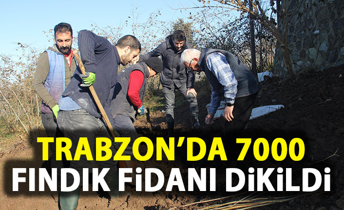 Trabzon'da 7 bin fındık fidanı dikildi