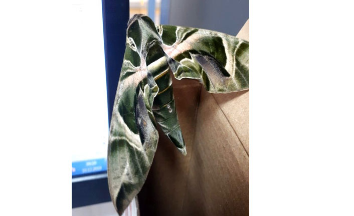 Dünyanın en hızlı kanat çırpan kelebeği Hatay'da görüntülendi