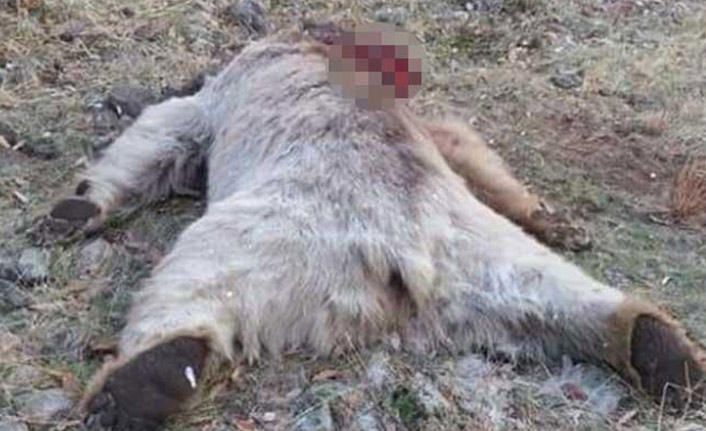 Koruma altındaki boz ayıyı vurdular