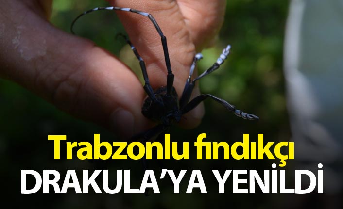 Trabzonlu fındıkçı Drakula’ya yenildi