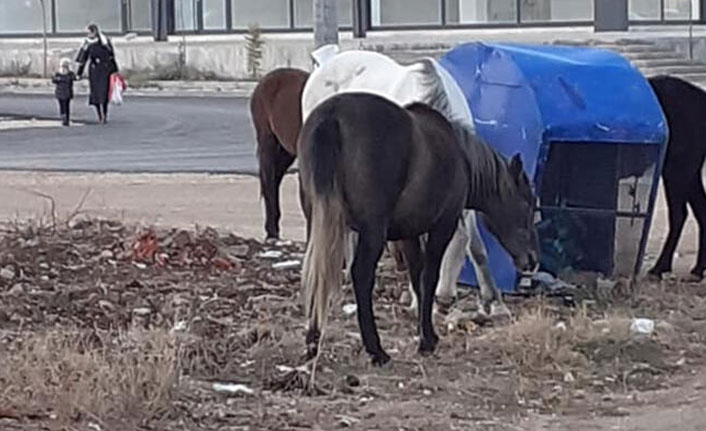 Sahipsiz kalan aç atlar kent merkezine indi