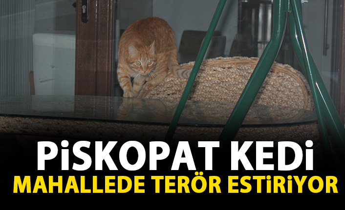 Piskopat kedi mahallede terör estiriyor